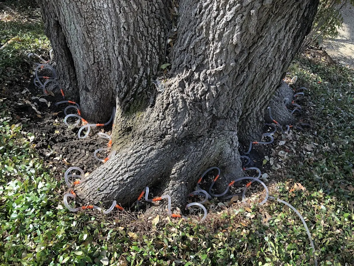 Detailed Tree Cabling and Bracing job site in Daisetta