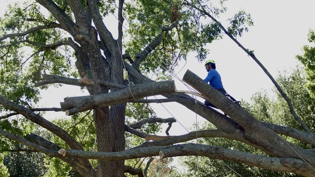 Professional Crown Thinning performed by certified arborists in Daisetta